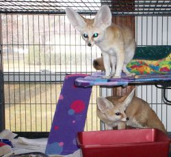 Rare fennec foxes