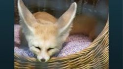 Healthy fennec foxes