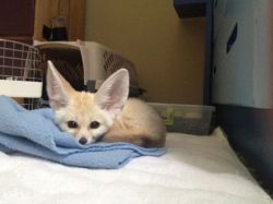 Lovely Fennec Fox Available
