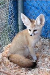 Lovely fennec foxes