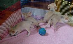5 babies fennec fox for sale now