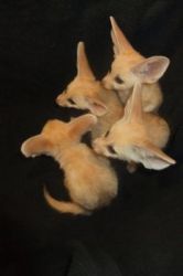 Fennec fox babies