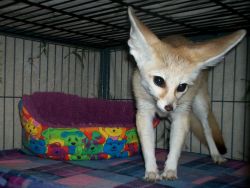 well trained fennec foxes