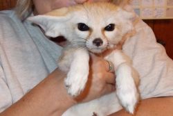 MALE AND FEMALE FENNEC FOX FOR SALE