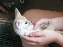 we have 1 male fennec fox for sale