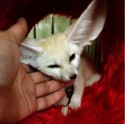 6 moths old male fennec fox for adoption