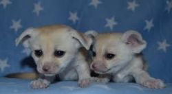 MALE AND FEMALE FENNEC FOX FOR SALE