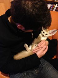 Home raised fennec fox babies available now...