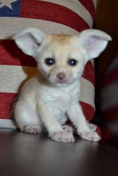 11 weeks old male and female good looking fennec fox text 725) 333-519