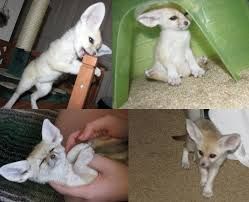 Fennec foxes babies available for sale.