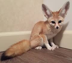 Fennec fox ready to go