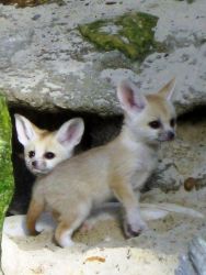 ready fennec fox kits for sale now