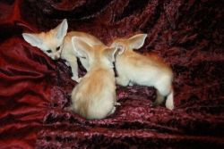 fennec fox babies eady to go now