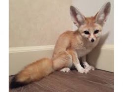 Playful Fennec Fox Available