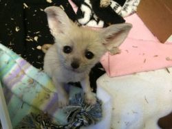 fennec for sale