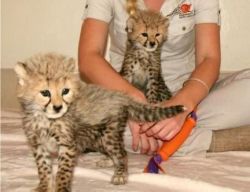 Home raised Cheetah cubs for sale