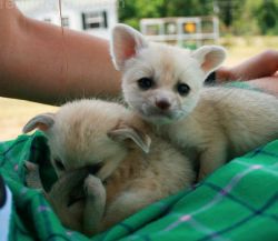 Available Healthy Fennec Foxes