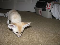Home raised male and female fennec foxes