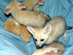 healthy little Fennec foxes
