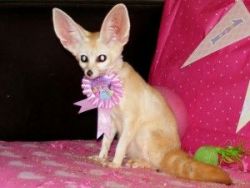 lovely Fennec foxes for adoption