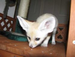 adorable Fennec Foxes available.