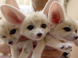 Male And Female fennec foxes.
