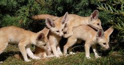 Male and Female Fennec Fox For Adoption