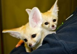 Healthy Lovely Fennec Foxes For Rehoming