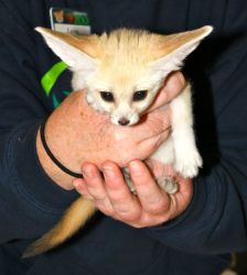Awesome Fennec Foxes for Adoption.