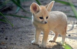 Male and Female fennec fox for sale