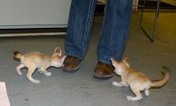 Awesome Fennec foxes for adoption