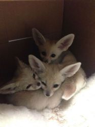 Cute and adorable Fennec fox available