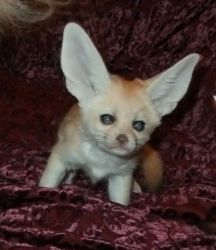 male and female fennec fox for sale