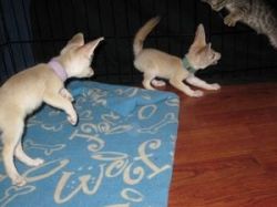 Registered Fennec foxes.