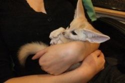 3 Male and Female Fennec Fox For Adoption