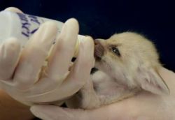 Gorgeous male and female Fennec Fox for Adoption