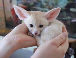 Fennec Fox For Adoption