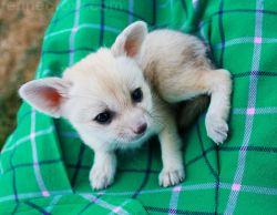 Beautiful Male and female Fennec Fox Available