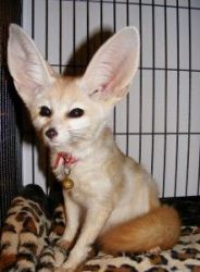 male and female Fennec foxes