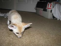 Fennec Foxes For adoption