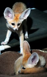 Fennec Fox Pet Raised In Our Home xxx-xxx-xxxx