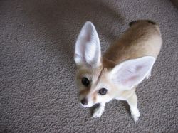 Playful Male And Female Fennec Fox Available