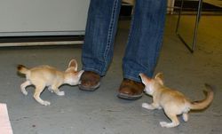 Male and Females Fennec Fox For adoption
