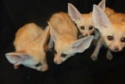Fennec fox babies for adoption