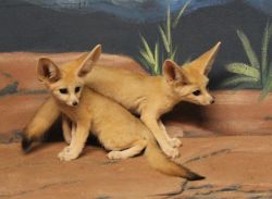 Adorable male and female Fennec Fox available for Adoption