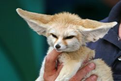Fennec fox ready available for sale