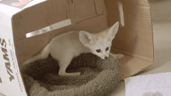 10 weeks old fennec foxes