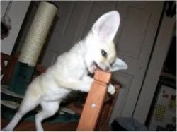 male and female fennec fox babies for sale