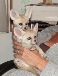 baby fennec fox male and female for sale