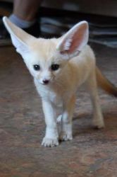 Domesticated Home Raised Fennec Foxes
